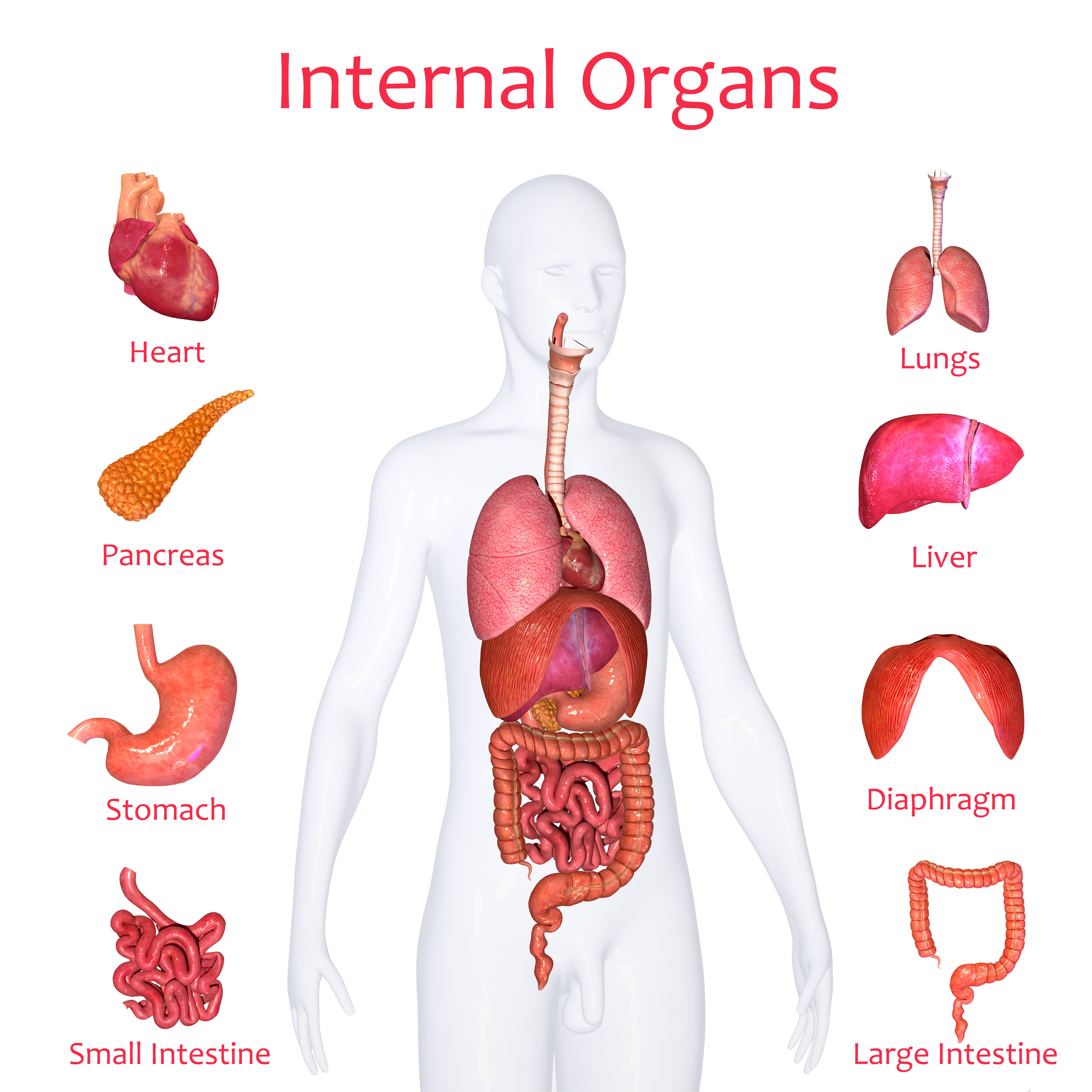 how-many-organs-are-in-the-human-body-vectorsjournal