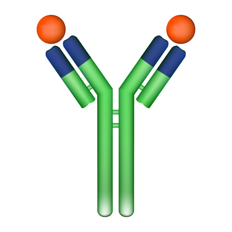 Scleroderma Antibodies and Clinical Relevance Scleroderma Education
