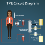 Therapeutic plasma exchange